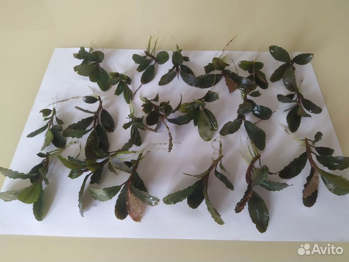 Набор буцефаландр