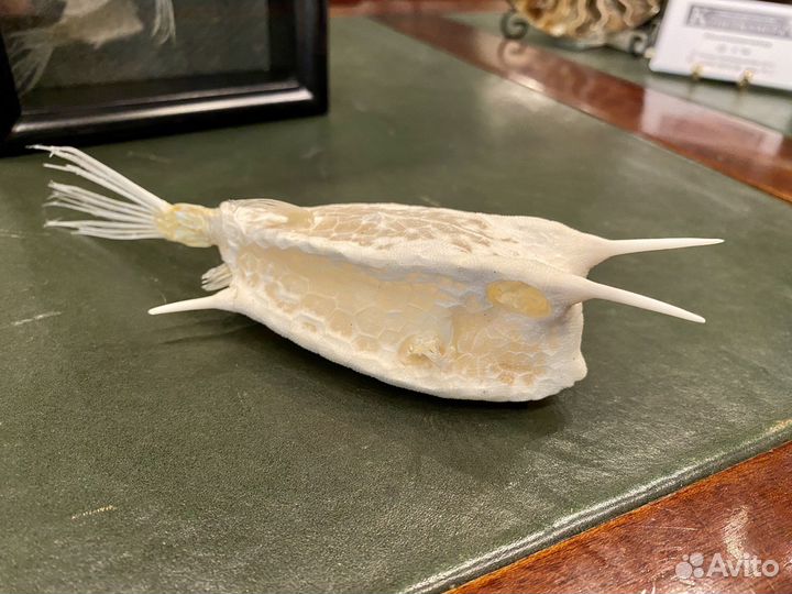 Рыба кузовок (скелет)