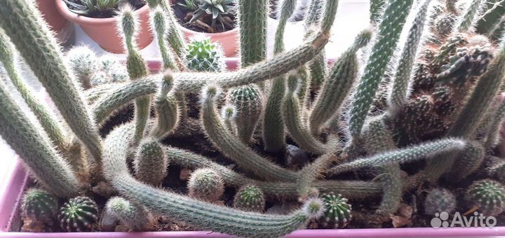 Кактусы и кактусята разные )