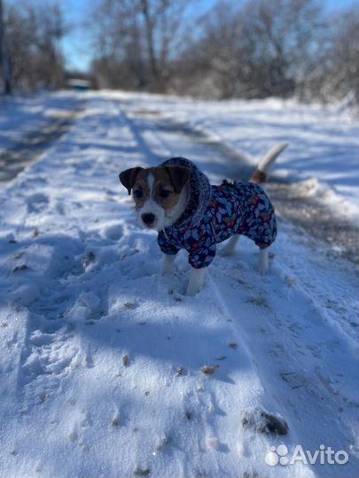 Теплый комбинезон для маленькой собаки
