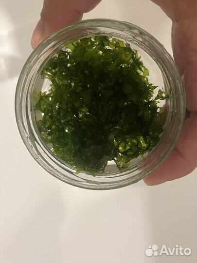 Мох Ломариопсис