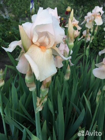 Хоста разный цветов