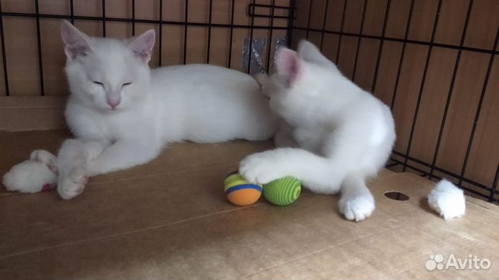 Отдам котят в добрые руки