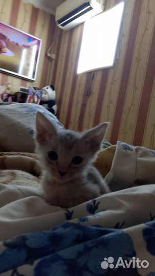 Котята сфинкс