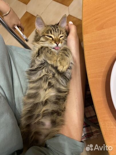 Кошка в дар бесплатно
