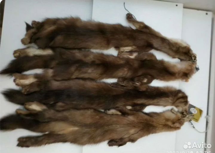 Продаются 4,5 шкурки соболя
