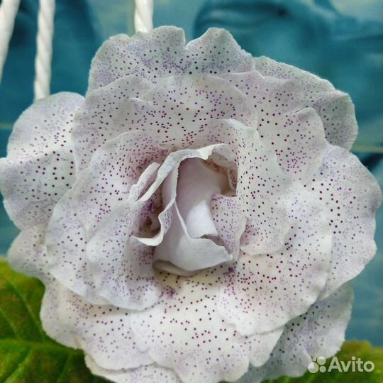 Глоксиния махровая