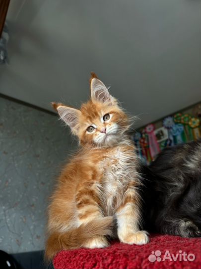 Рыжий котенок мейн-кун