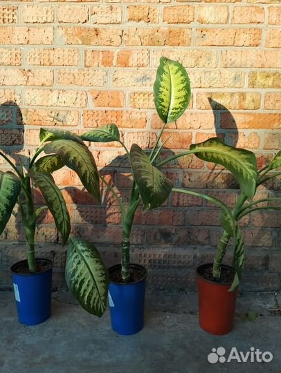 Диффенбахия