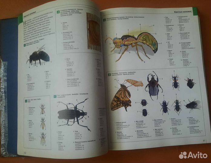 Большой иллюстрированный словарь