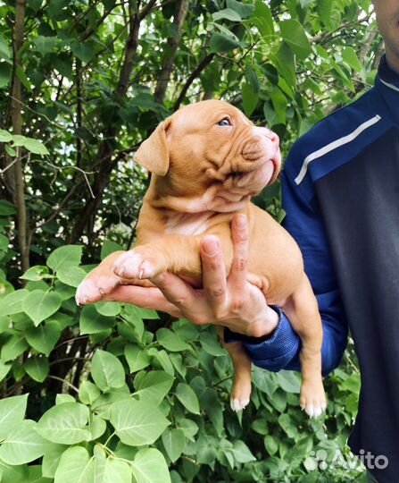 Щенок булли