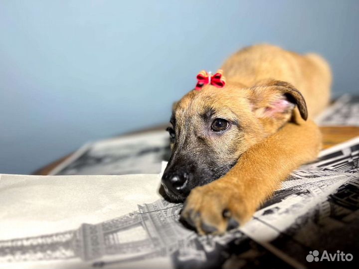 Щенок в добрые руки бесплатно