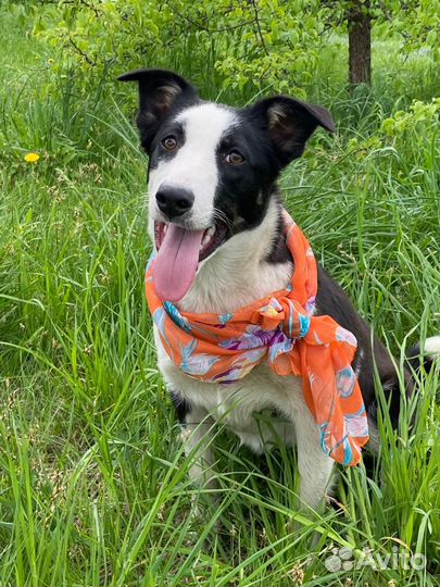 Ваша собака