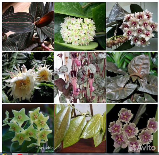 Неприхотливые виды для флорариумов