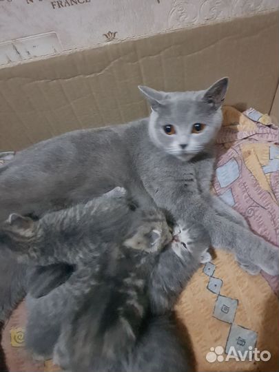 Котята только в добрые руки