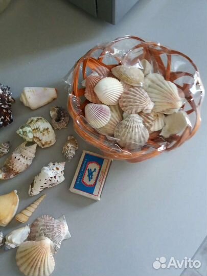 Набор ракушек в аквариум