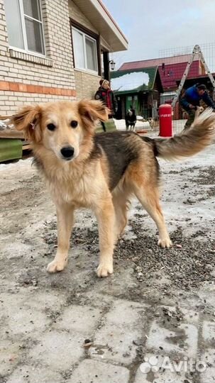 Небольшая собачка в добрые руки