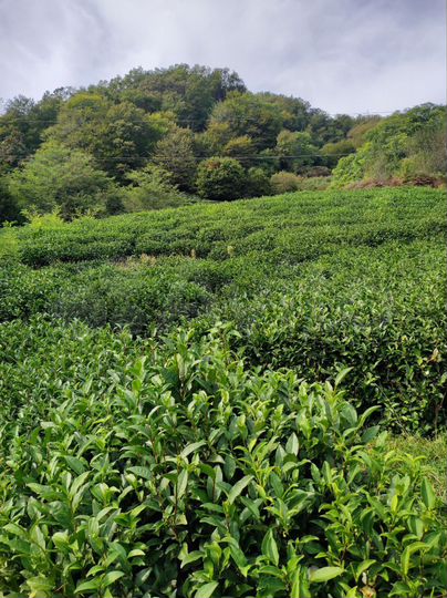 Своб. планировка, 28 м², 2/7 эт.