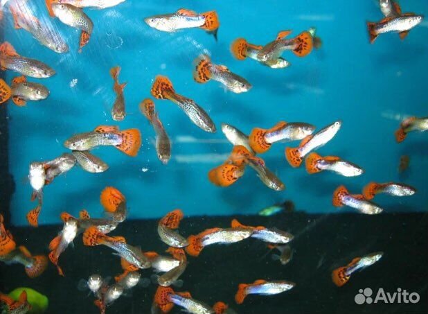 Аквариумные рыбки гуппи
