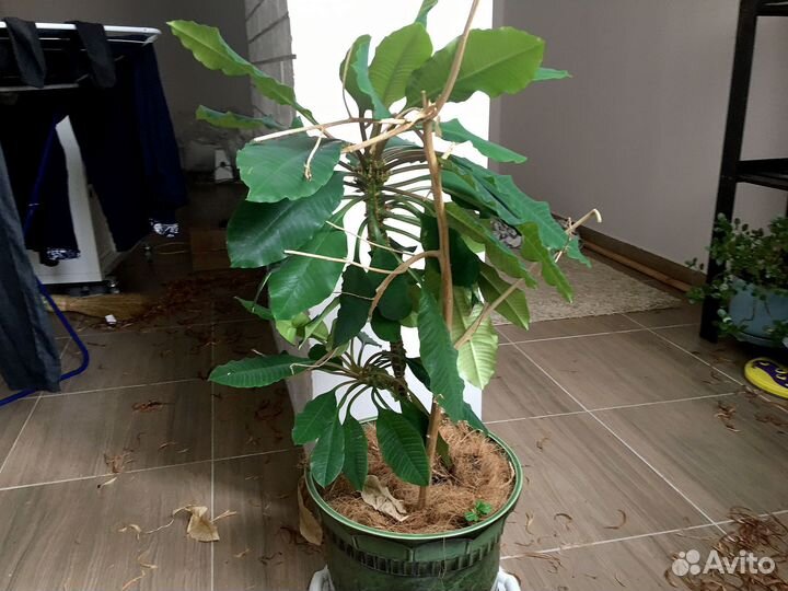 Молочай беложилковый 1,5 м в большой плошке