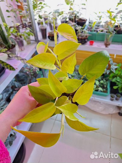 Эпипремнум сциндапсус