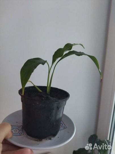 Спатифиллум