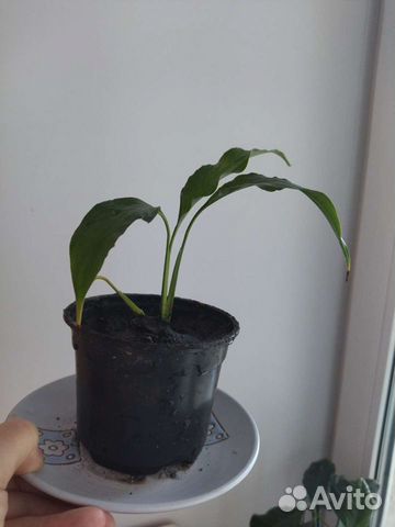 Спатифиллум