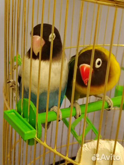 Попугаи неразлучники