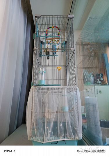 Волнистый попугай с клеткой