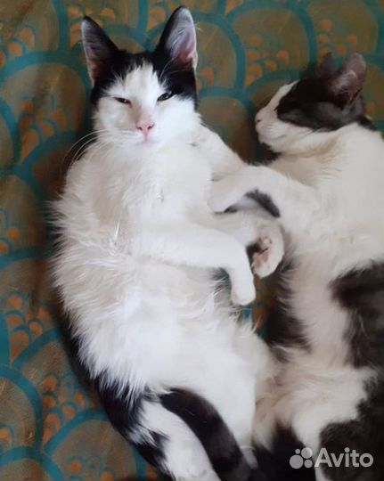 Коты в добрые руки