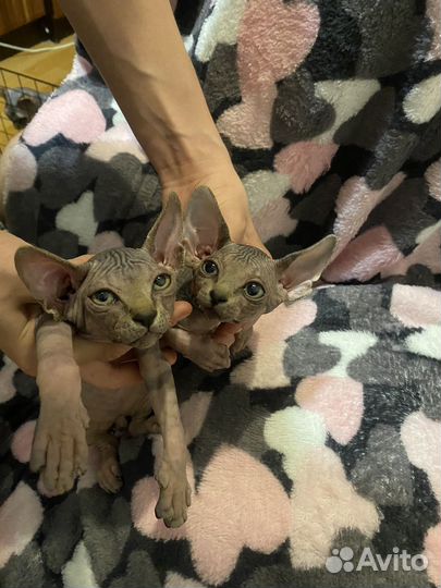 Канадский сфинкс котенок