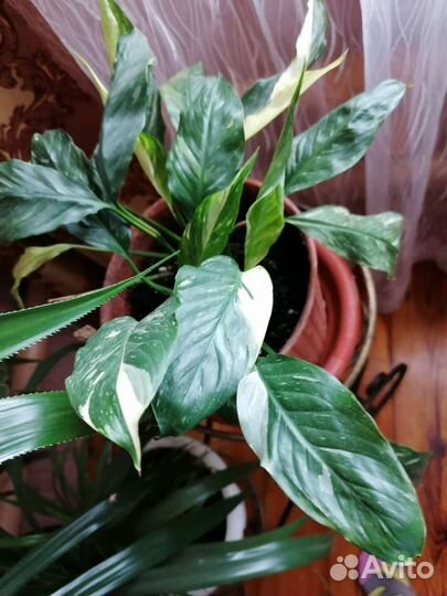 Спатифиллум пестролистный