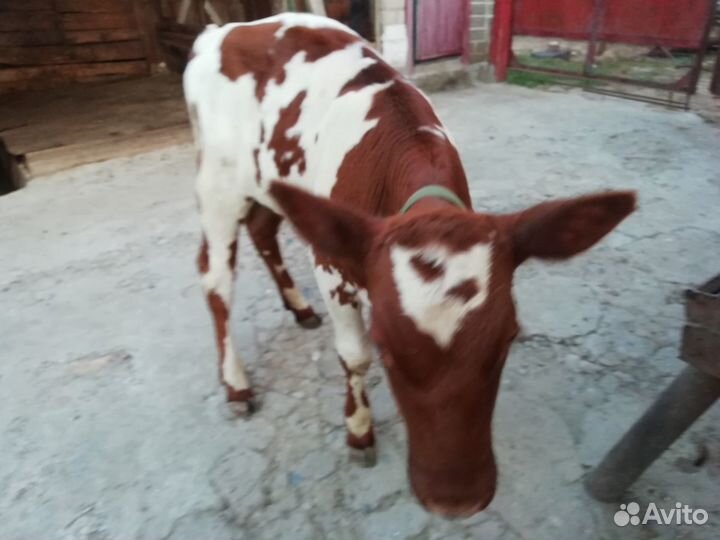 Продаётся теленок