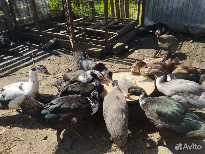 Индоутки, утки, селезни