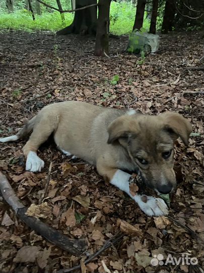 Милый щенок в добрые руки