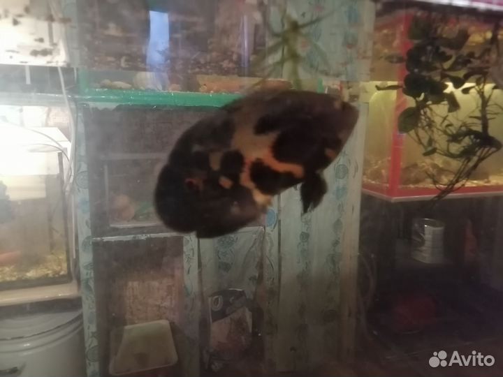 Астронотусы