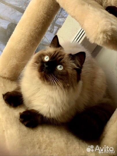 Невский маскарадный кот на вязку