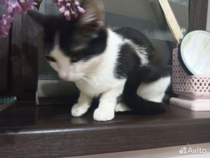 Кошка в дар бесплатно