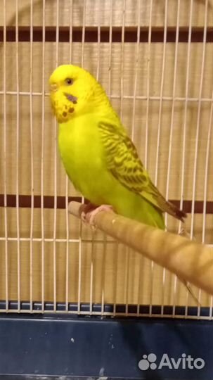 Волнистые попугаи