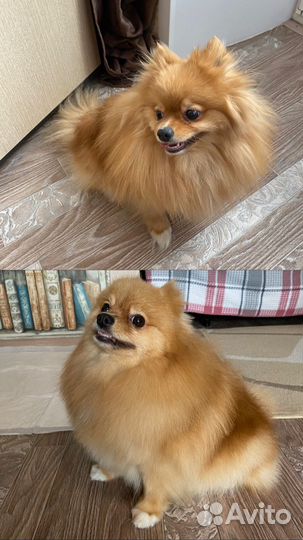 Груминг, стрижка собак