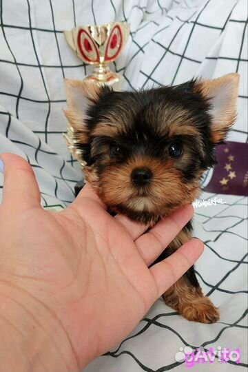 Йоркширский терьер щенки девочки