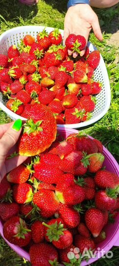 Рассада клубники