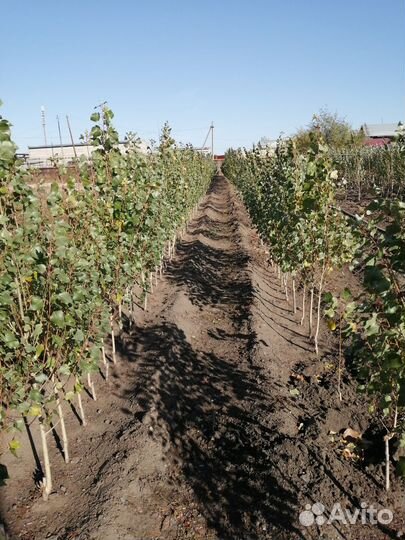 Тополь пирамидальный