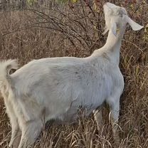 Коза дойная молочная