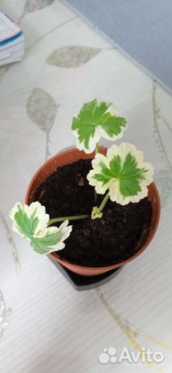 Пеларгония герань сортовая