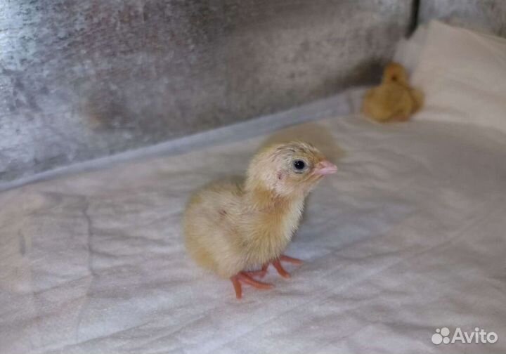 Перепелиное инкубационное яйцо несушки цыплята