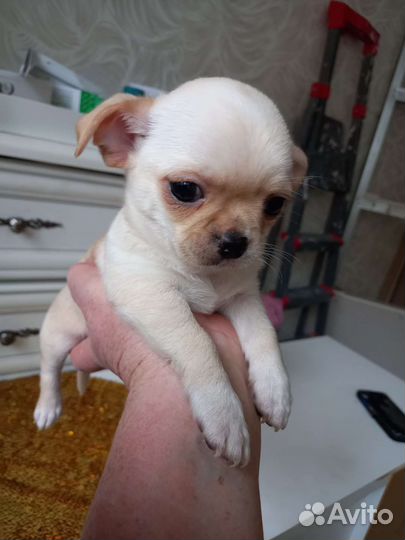 Щенки чихуахуа
