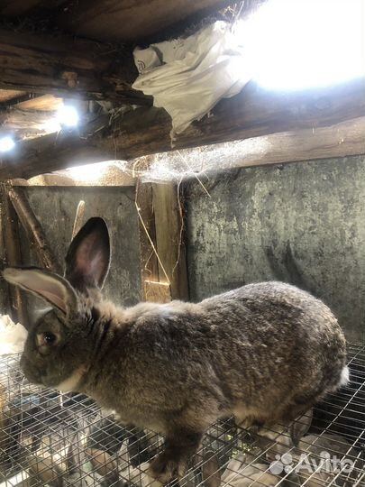 Кролики фландер крупные 2 мес