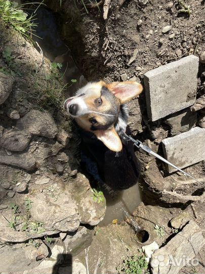 Вельш-корги пемброк триколор мальчик