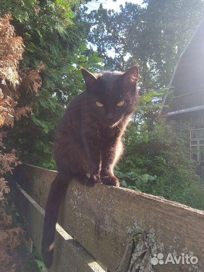 Кошечки в дар